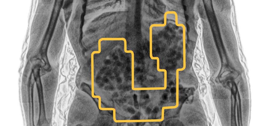 case_arkansas4 - LINEV Systems US LINEV Systems X-Ray Security
